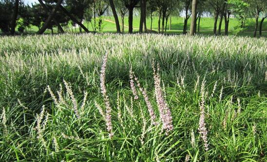 2017种麦冬赚钱吗?