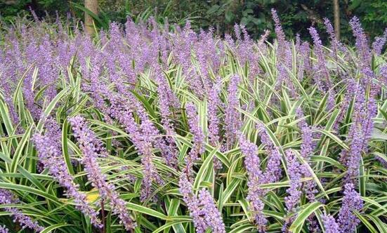 致富案例:黄靖种植麦冬 提高技术增收致富