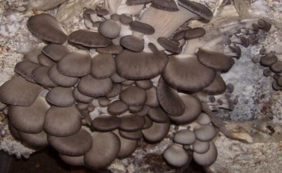 2017种平菇赚钱吗?