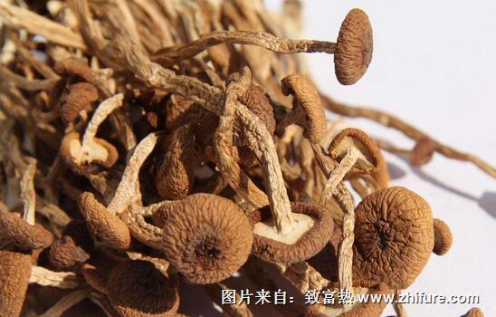 2017种茶树菇赚钱吗?2017种茶树菇前景及市场价格行情分析