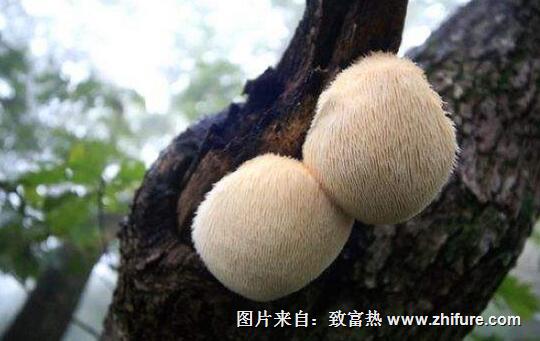 2017种猴头菇赚钱吗?2017种猴头菇前景及市场价格行情分析