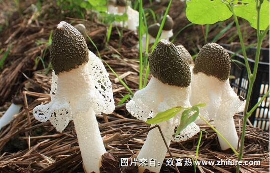 2017种竹荪赚钱吗?2017种竹荪前景及市场价格行情分析