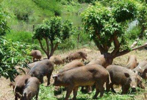 养10头野猪能赚多少钱？养野猪的成本和利润