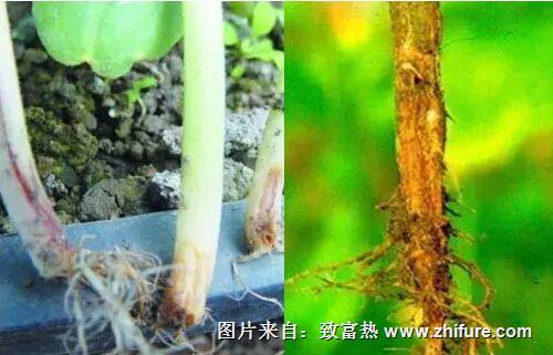 黄瓜根腐病怎么防治?