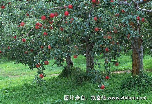 苹果树的最新管理技术