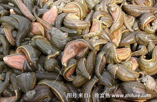 水蛭怎么人工养殖呢？