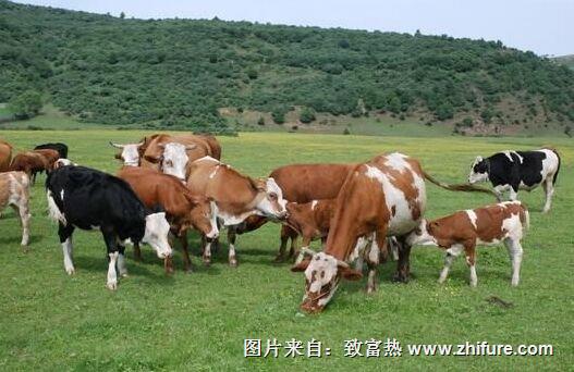 肉牛应如何育肥？