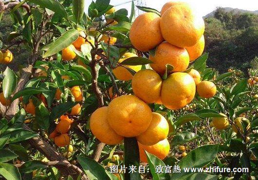 为什么桔子只开花不结果?桔子应该怎么提高座果率?