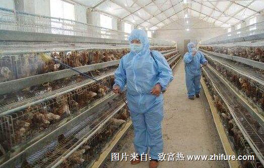 怎么给畜禽配制消毒药水?