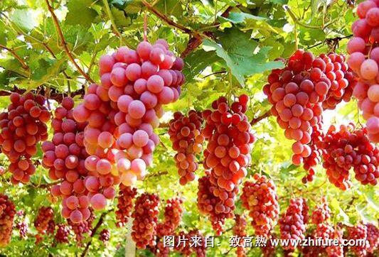 为什么种的葡萄不甜?