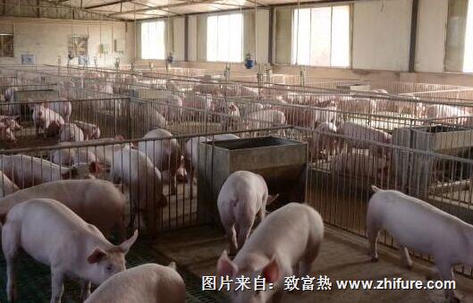 怎么做好畜禽养殖的污染防治工作呢?