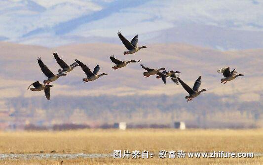 大雁养殖经济效益怎么样?