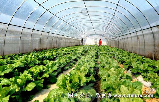 怎么给蔬菜施叶面肥?