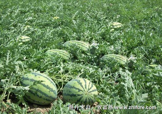 西瓜地怎么消毒?