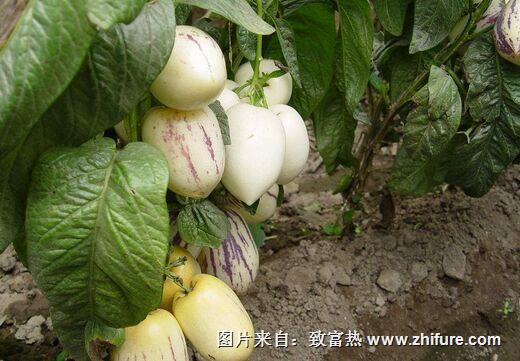 怎么种人参果？