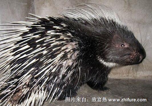 豪猪养殖项目有什么优势?