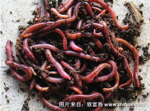 蚯蚓养殖行情怎么样?