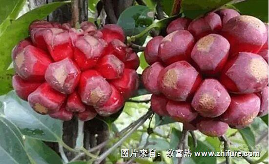 布福娜是什么?布福娜怎么种?