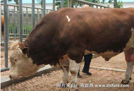 牛五号病怎么防治?