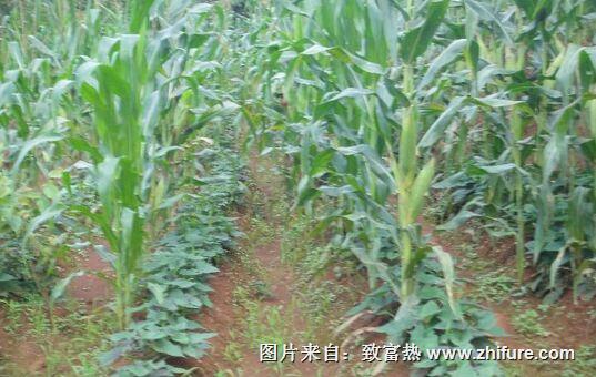 玉米和红薯怎么套种？