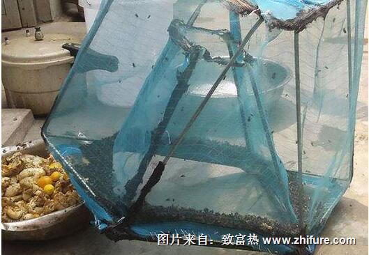 教你自制扑蝇器，猪场再大苍蝇也不怕啦