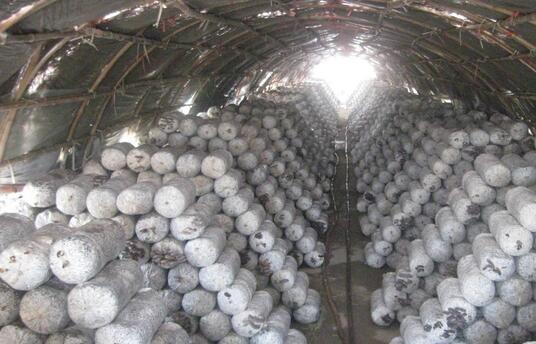 2017种蘑菇赚钱吗?