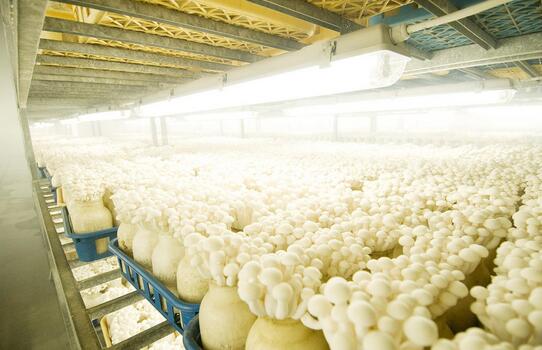 2017种金针菇赚钱吗？