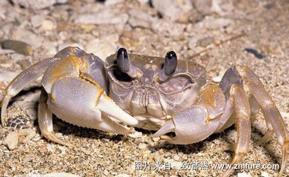 孕妇可以吃螃蟹吗?为什么孕妇不能吃螃蟹