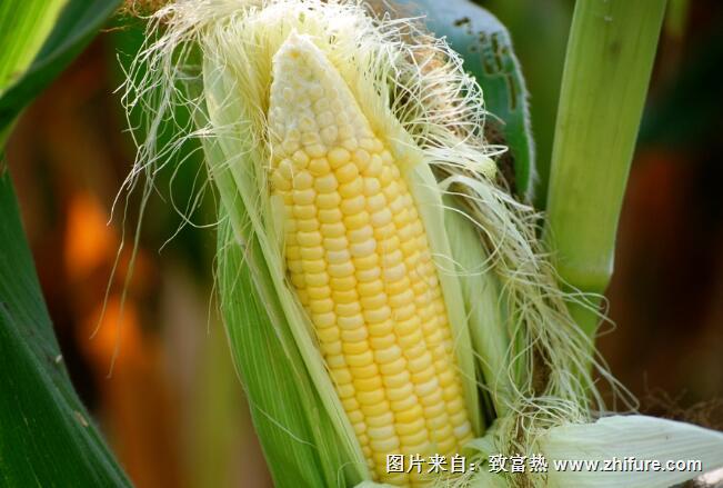 种植水果玉米注意事项