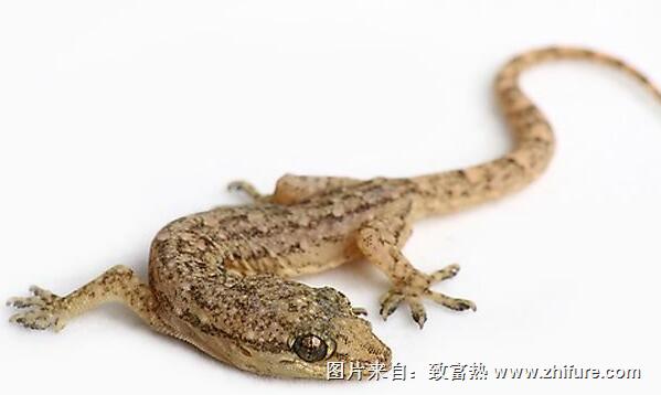 壁虎加工方法步骤