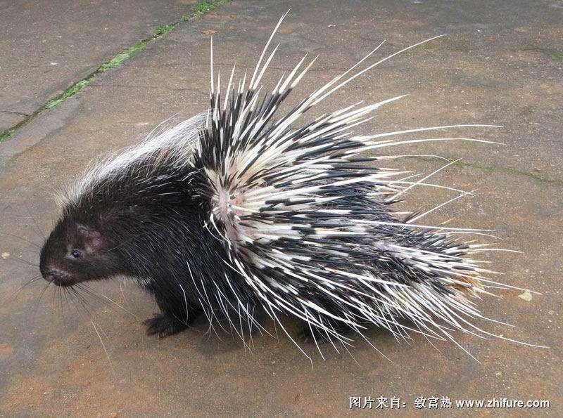 豪猪的饲料和营养搭配