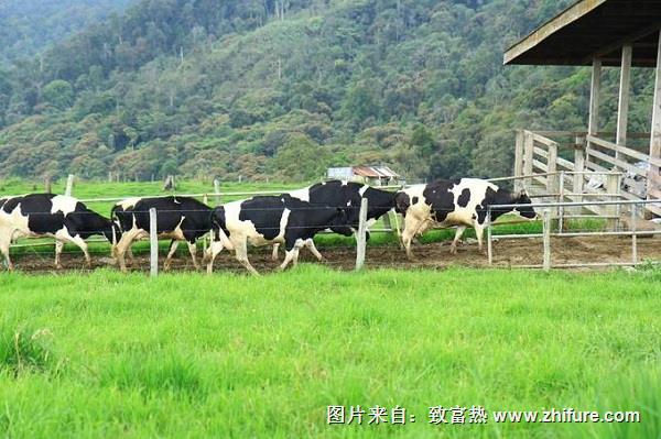 奶牛场小型桶式挤奶机常见故障及排除