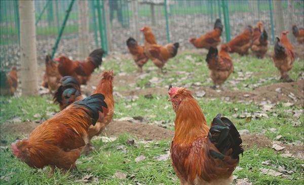 林下养鸡技术实施方案