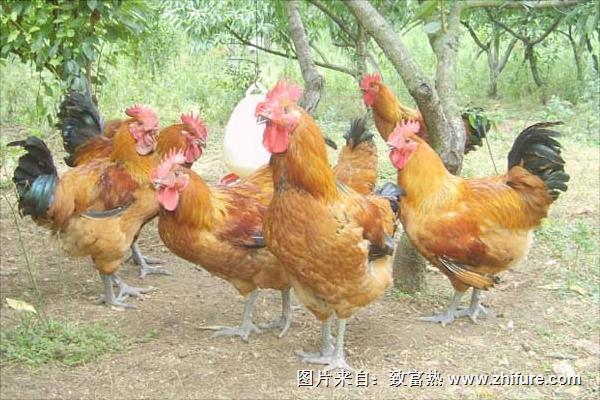 林下养鸡技术