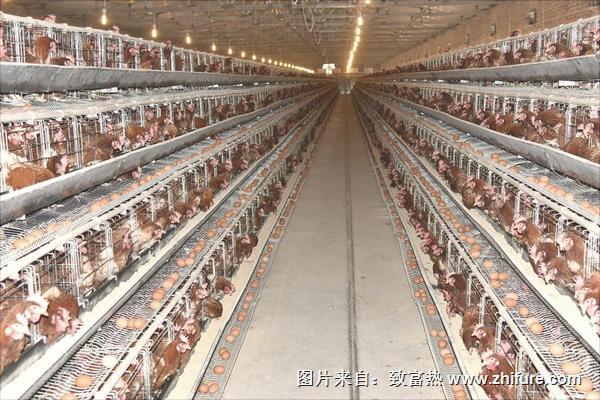 怎么养鸡才下蛋多?