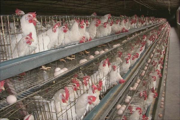 怎样养鸡才下蛋多?