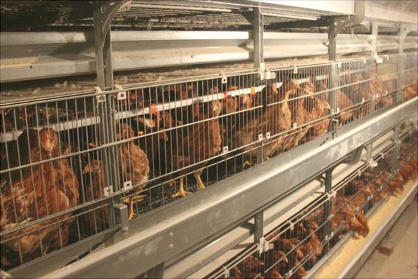 怎样养鸡才下蛋多?