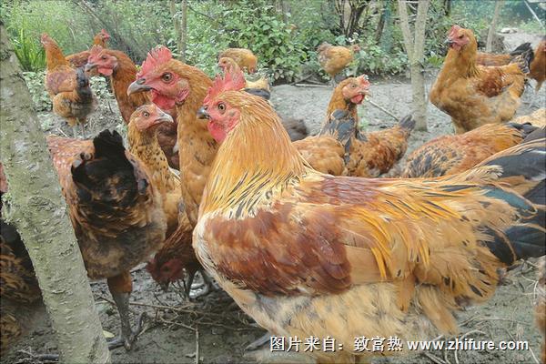 现在农村养鸡赚钱吗?