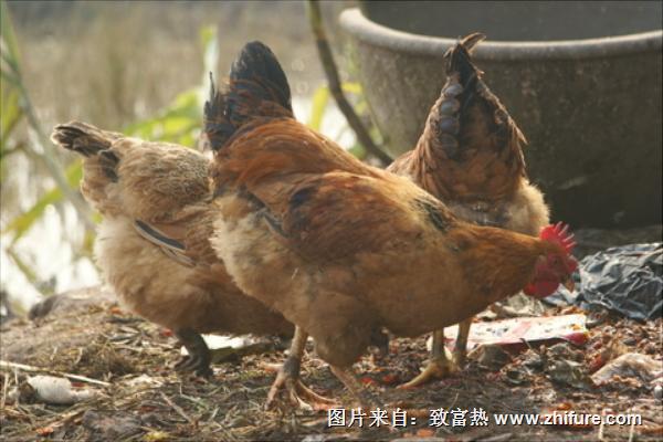 现在农村养鸡赚钱吗?