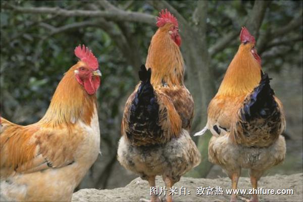 现在农村养鸡赚钱吗?