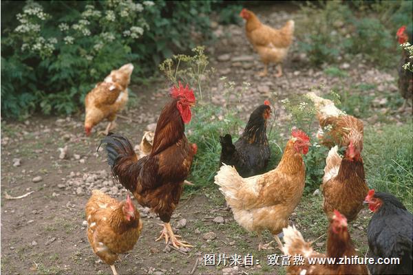 怎样养鸡长得快?