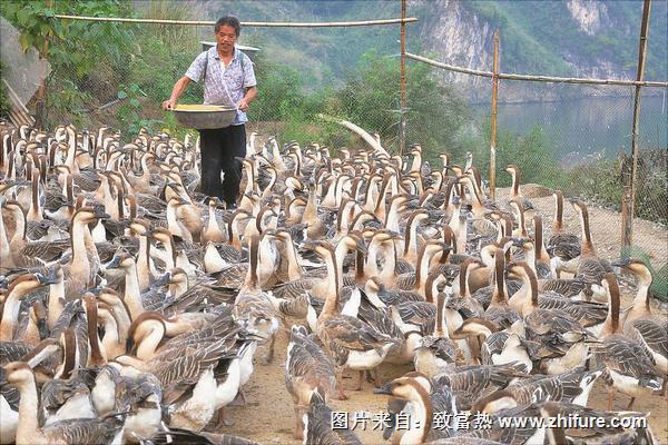养鹅的成本与利润核算