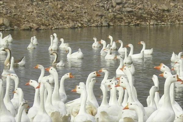 养鹅的疫病防控