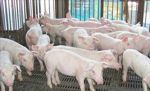  养猪能贷款吗？