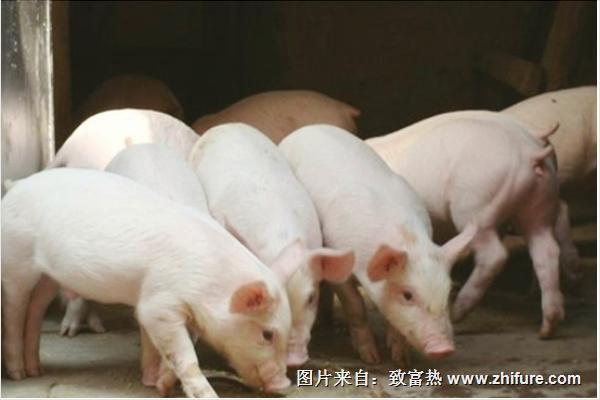 小型养猪场要投资多少钱?