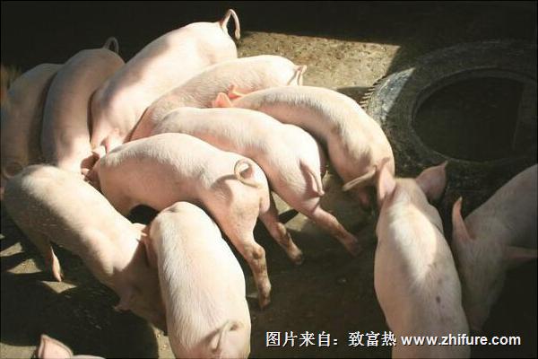 小型养猪场要投资多少钱?