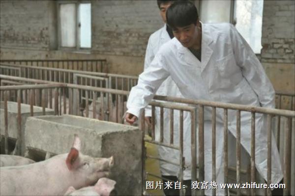 温氏养猪加盟流程与条件