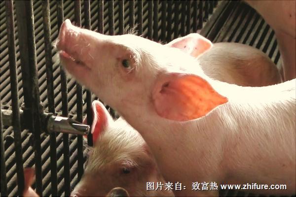 温氏养猪加盟流程与条件