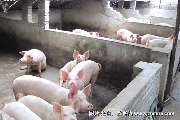 温氏养猪加盟流程与条件