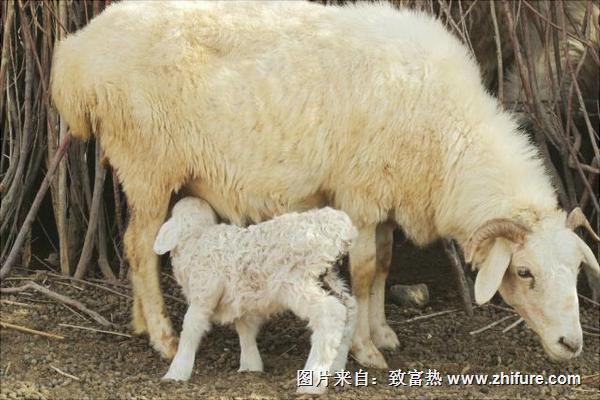 小尾寒羊价格多少钱一斤?